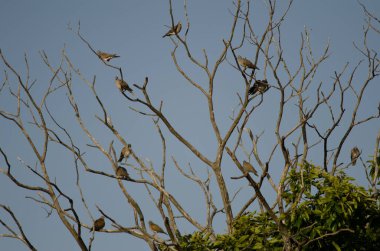 Avrupa kaplumbağa güvercinleri tatlı bir kestanenin üzerine tünemiş.