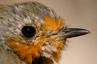 Avrupa ardıç kuşu Erithacus Rubecula, Nublo Kırsal Parkı.