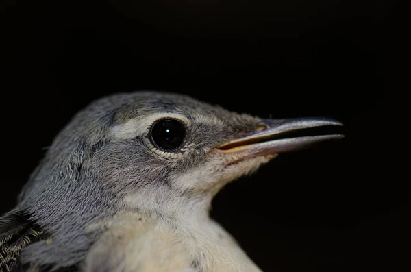 Cabeza de una coleta gris Motacilla cinerea canariensis . — Foto de Stock