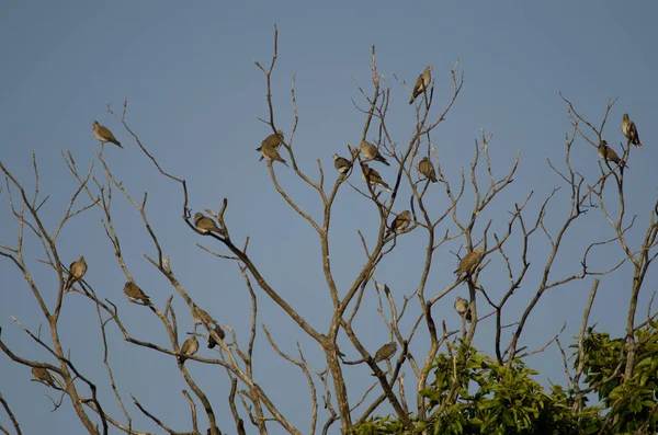 European turtle doves perched on a sweet chestnut. — Stock Photo, Image