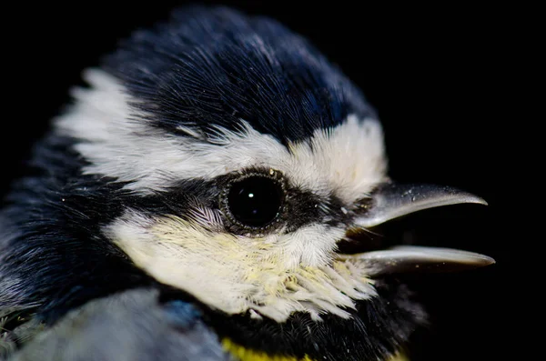 African blue tit Cyanistes teneriffae hedwigii calling. — Stockfoto