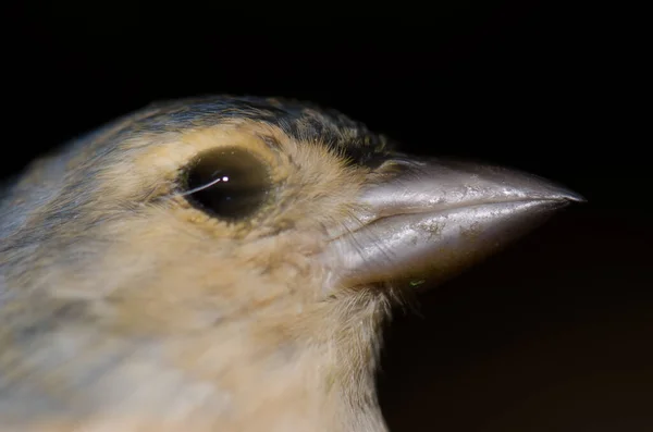 Pinzón común Fringilla coelebs canariensis agitando la cabeza . — Foto de Stock