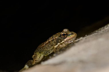 Perezs kurbağası Pelophylax perezi, Nublo Kırsal Parkı.