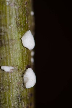 Omurgasız bitki sapına yumurta bırakıyor..