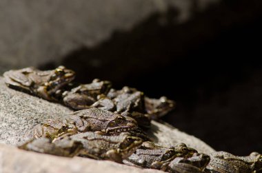 Perezs frogs Pelophylax perezi, The Nublo Rural Park. clipart