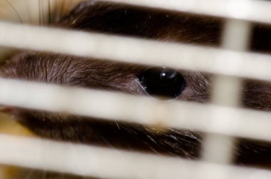 Laboratuvar faresi Rattus Norvegicus kafeste..
