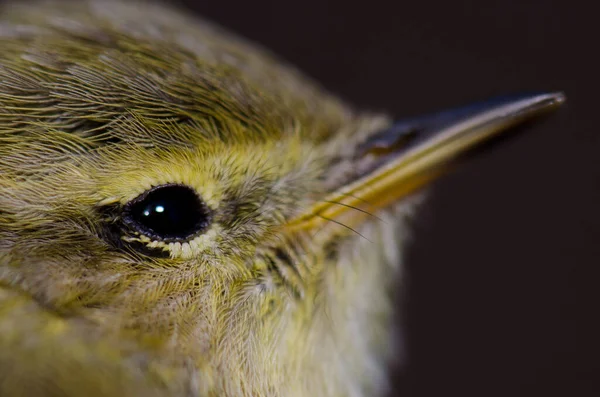 Глава Канарских островов Chiffchaff Phylloscopus canariensis . — стоковое фото