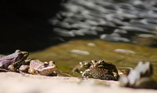 stock image Perezs frogs Pelophylax perezi, The Nublo Rural Park.