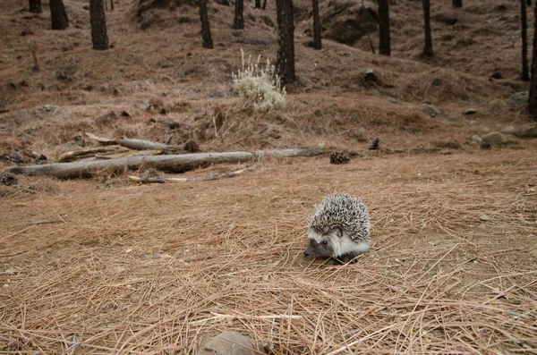 North African hedgehog Atelerix algirus, The Nublo Rural Park.