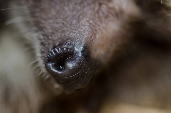 Snout of a North African hedgehog Atelerix algirus.
