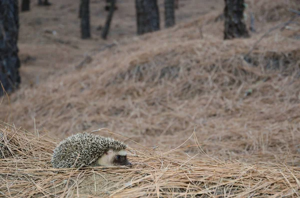 Nordafrikanischer Igel Atelerix algirus, Der ländliche Park von Nublo. — Stockfoto