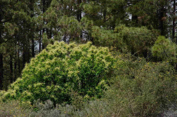 Kaštan kaštanový Castanea sativa, keř Adenokarpus foliolosus a les borovice kanárské P. canariensis. — Stock fotografie