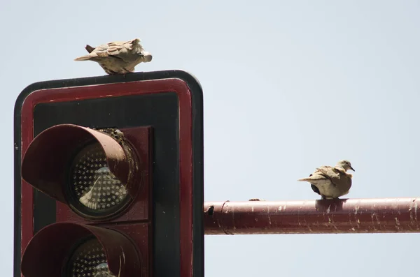 Pomba de colarinho eurasiano Streptopelia decaocto em um semáforo . — Fotografia de Stock