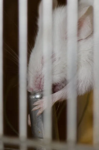 Laboratoriummuis mus musculus drinkwater in zijn kooi. — Stockfoto