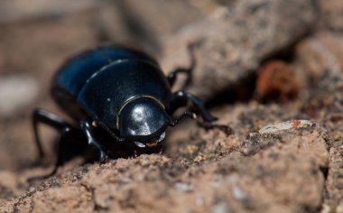 Böcek Hegeter Entegral Doğal Entegrasyon Rezervi 'nde Costipennis.