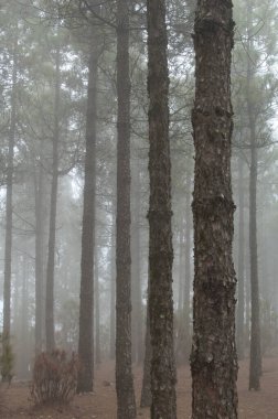 Kanarya Adası Ormanı Pinus kanaryası siste.