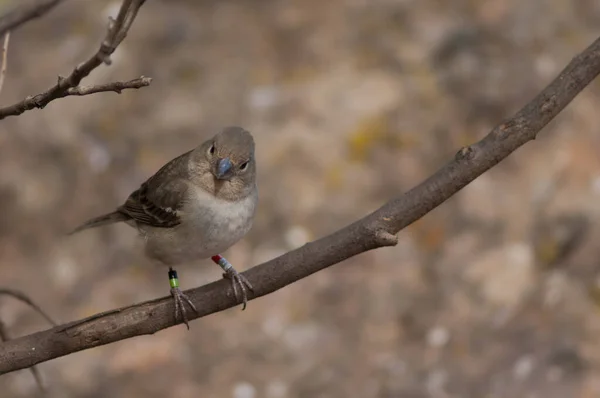 Gran Canaria mavi karidesli Fringilla polatzeki bir dal üzerinde. — Stok fotoğraf