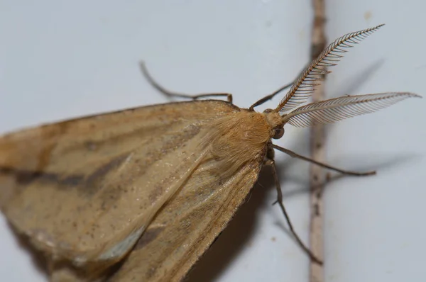 Männchen der Motte in einem Haus von Cruz de Pajonales. — Stockfoto