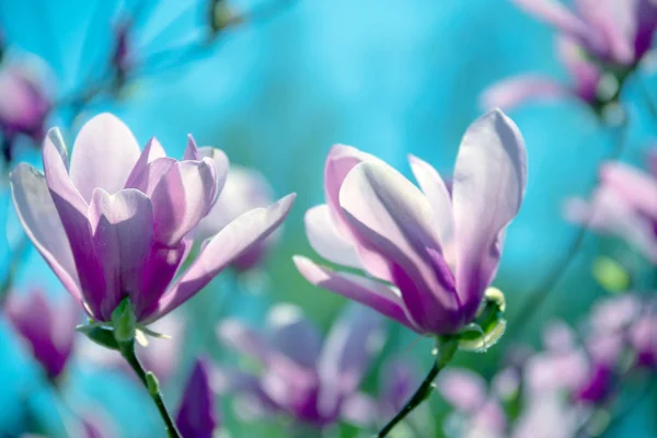 Pale pink magnolia flower — Stock Photo, Image