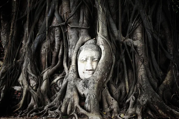 Boeddha hoofd begroeid met fig tree in Wat Mahathat. Ayutthaya zijn — Stockfoto