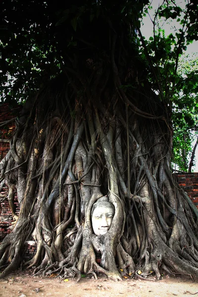 杂草丛生的无花果树在玛哈泰寺的佛头。大城府他 — 图库照片