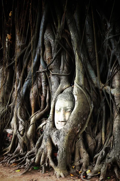 Wat Mahathat incir ağacı tarafından büyümüş Buda kafa. Ayutthaya onun — Stok fotoğraf