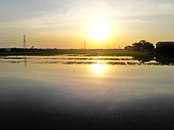 Zachód słońca pole ryżu — Zdjęcie stockowe