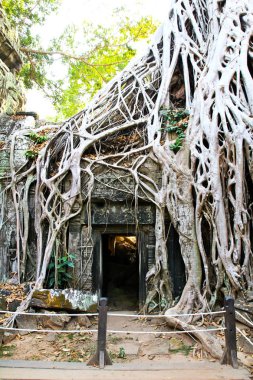 Ta Prohm Tapınağı Angkor, Siem Reap, Kamboçya