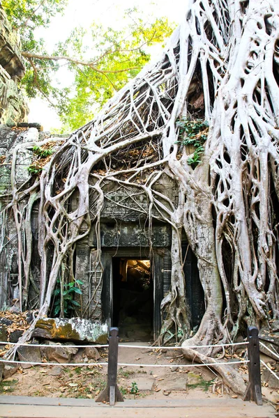 Ta Reap Prohm-templet i Angkor, Siem, Kambodja — Stockfoto