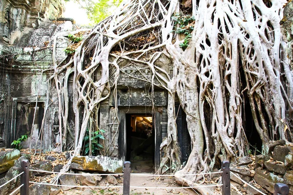 Tempio di Ta Prohm ad Angkor, Siem Reap, Cambogia — Foto Stock