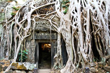 Ta Prohm Tapınağı Angkor, Siem Reap, Kamboçya