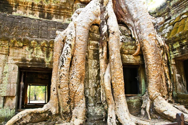 Templo Ta Prohm en Angkor, Siem Reap, Camboya — Foto de Stock