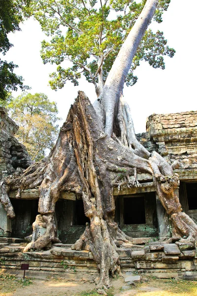 Preah Khan Temple, Angkor, Siem Reap, Kambodzsa. — Stock Fotó