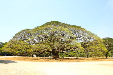 En büyük maymun Pod ağacını Kanchanaburi, Tayland