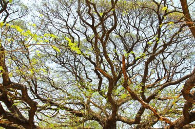 En büyük maymun Pod ağacını Kanchanaburi, Tayland