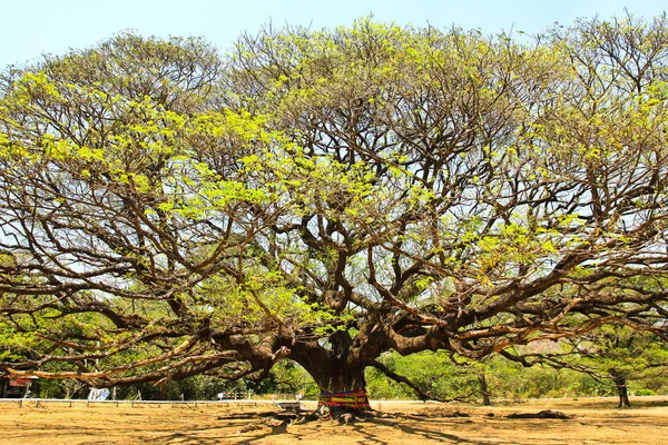 Le plus grand Singe Pod Tree à Kanchanaburi, Thaïlande — Photo