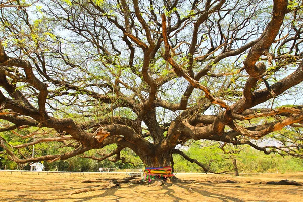 Största Monkey Pod träd i Kanchanaburi, Thailand — Stockfoto