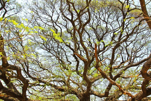 Le plus grand Singe Pod Tree à Kanchanaburi, Thaïlande — Photo