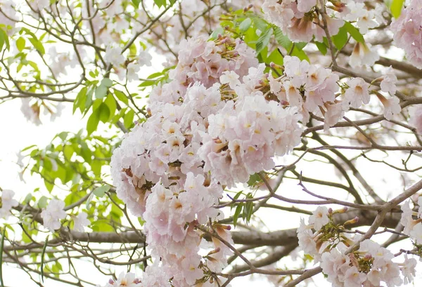 Pink Trumpet (Tabebuia rosea) flower — Stock Photo, Image