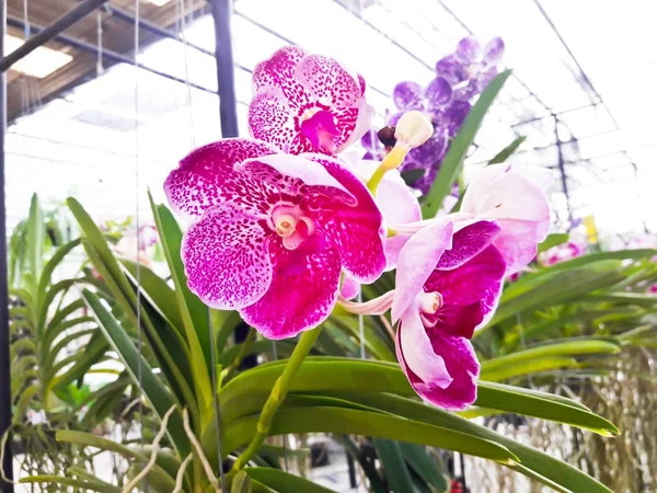 Orquídea violeta bonita no jardim — Fotografia de Stock