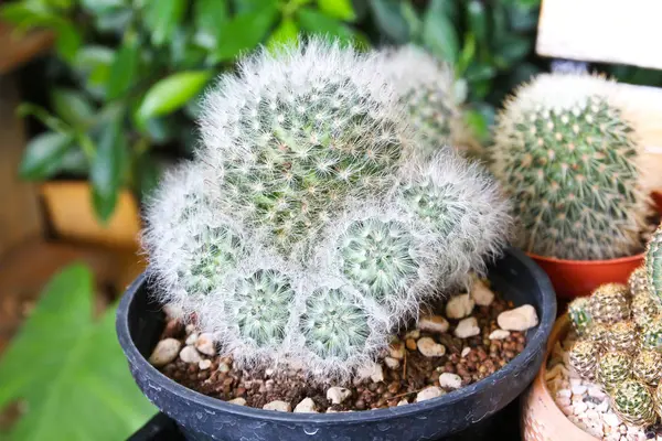 Kleine cactus in een pot — Stockfoto