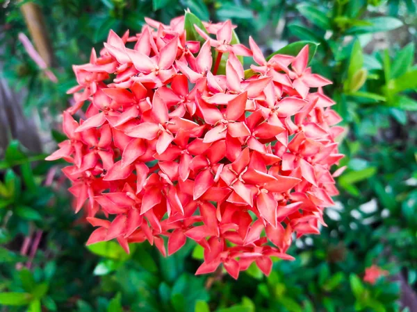 Ixora flor.Flor de espiga roja. Rey Ixora floreciendo — Foto de Stock