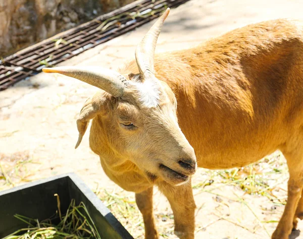 Goat in a zoo. — Stock Photo, Image