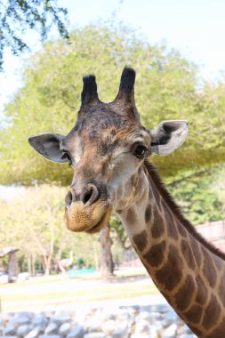 Hayvanat bahçesindeki zürafa.