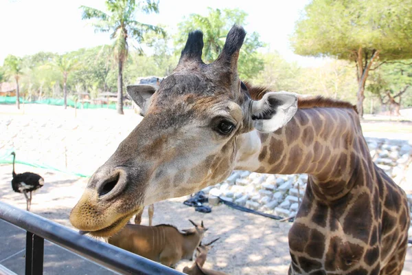 Girafa em um zoológico. — Fotografia de Stock