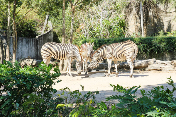 Zebras eating food in a zoo.