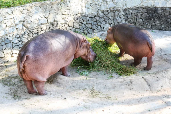 Fütterung von Flusspferden im Zoo. — Stockfoto