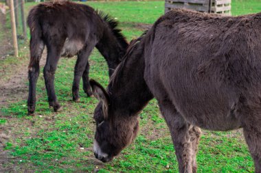Hayvanat bahçesinde ot yiyen eşekler.
