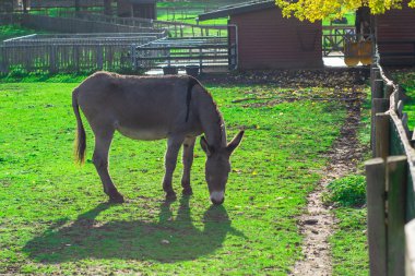 Hollanda evcil hayvan çiftliğinde duran eşek.