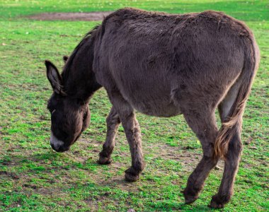 Hollanda evcil hayvan çiftliğinde duran eşek.